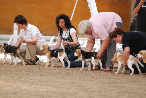 CSS 2009 in Steinhagen